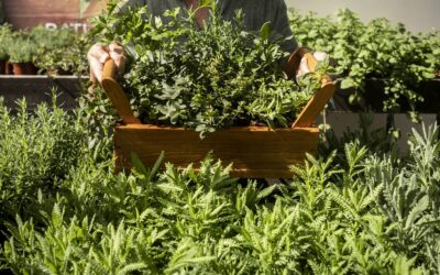 Comment cultiver des plantes aromatiques dans des jardinières suspendues ?