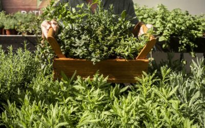 Comment cultiver des plantes aromatiques dans des jardinières suspendues ?