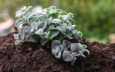 Les astuces pour planter des plantes aromatiques en pleine terre