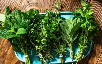 Comment utiliser les plantes aromatiques en médecine naturelle ?