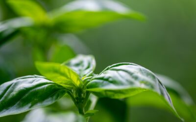 Les différentes méthodes pour faire pousser des plantes aromatiques en intérieur