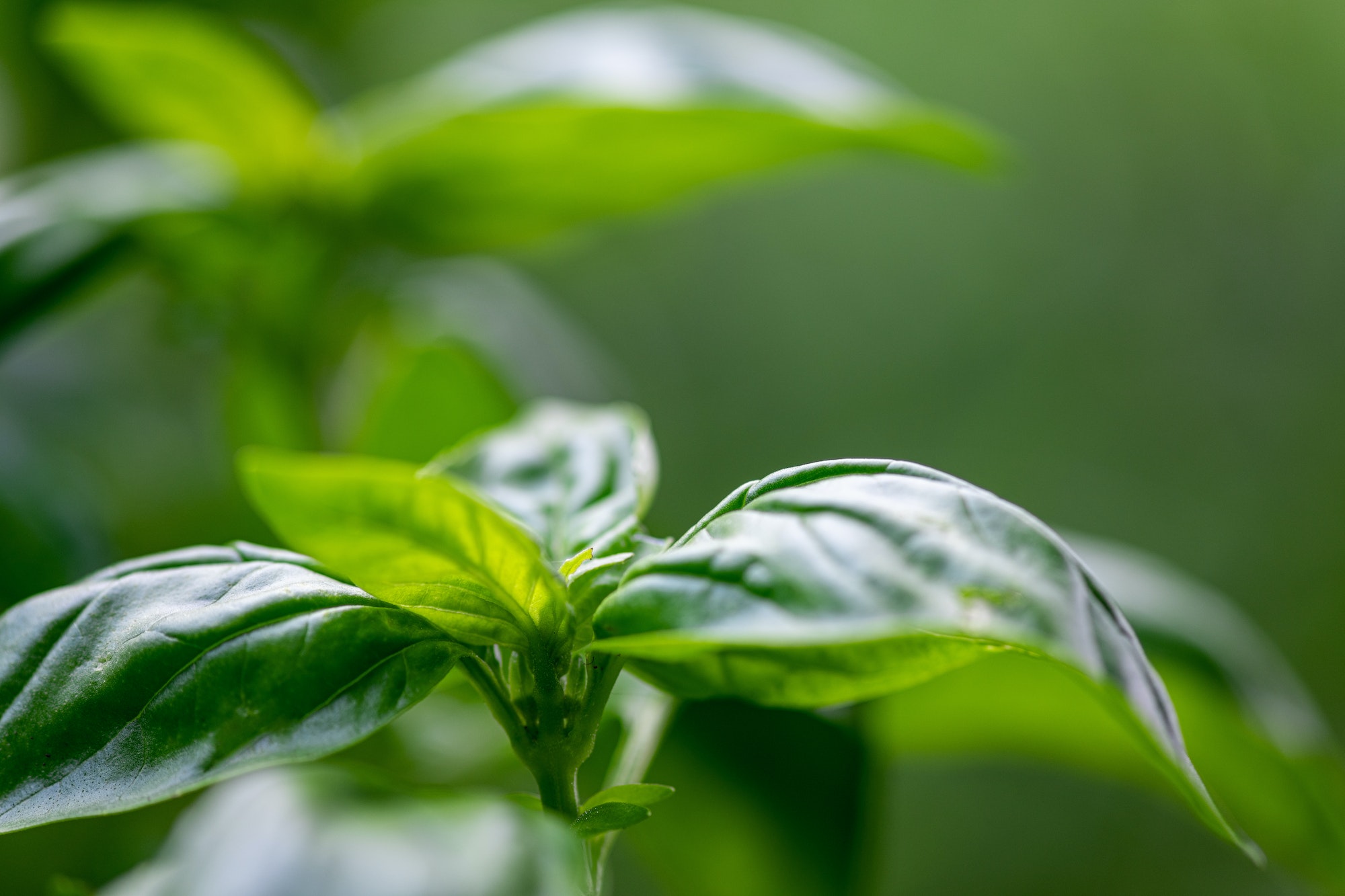 plantes aromatiques en intérieur