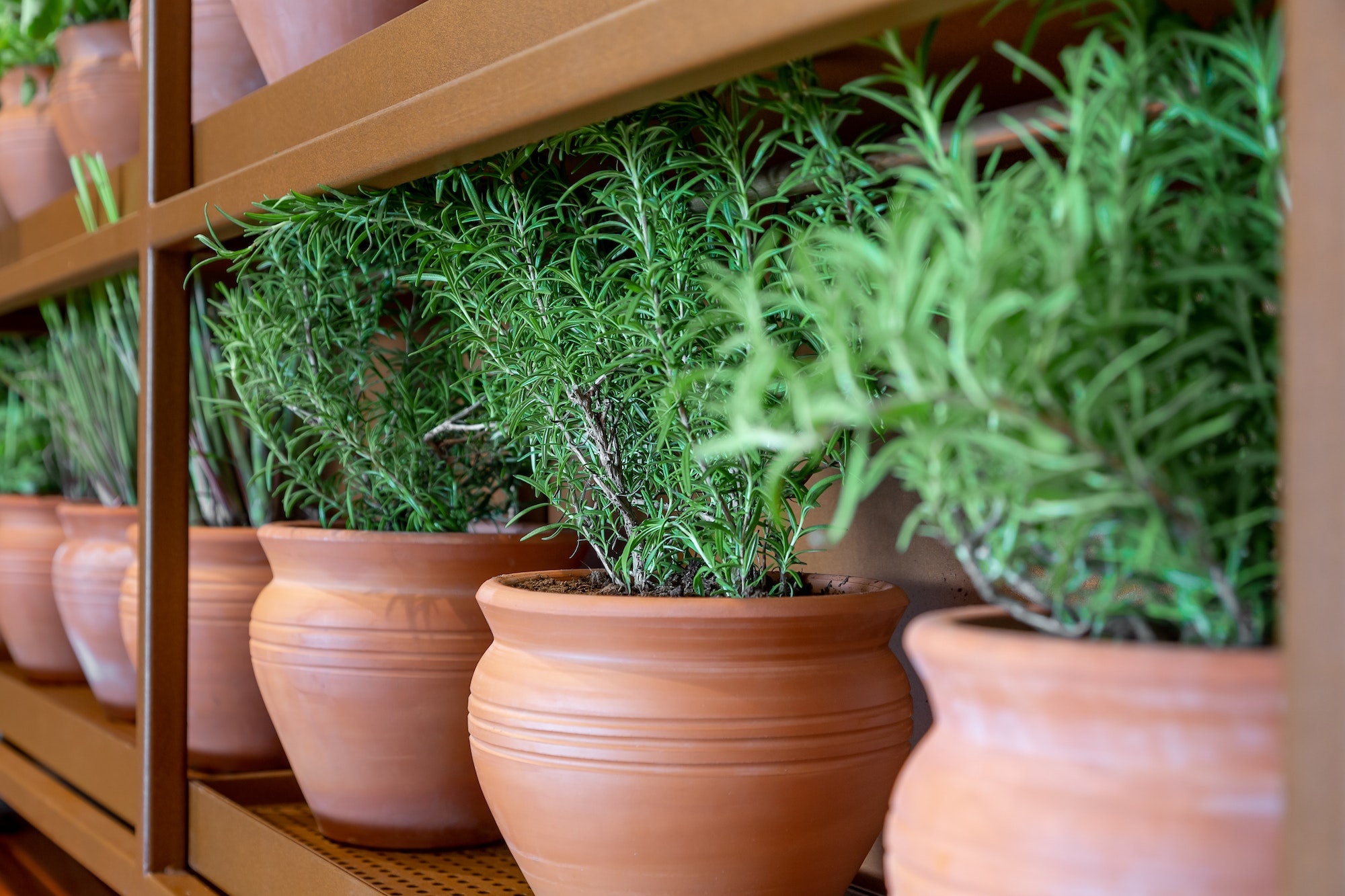 jardin aromatique durant l'hiver