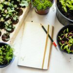 Faire grandir ses plantes aromatiques de façon saine et régulière