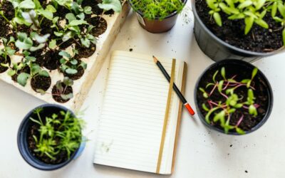 Comment assurer une croissance saine et régulière pour vos plantes aromatiques ?