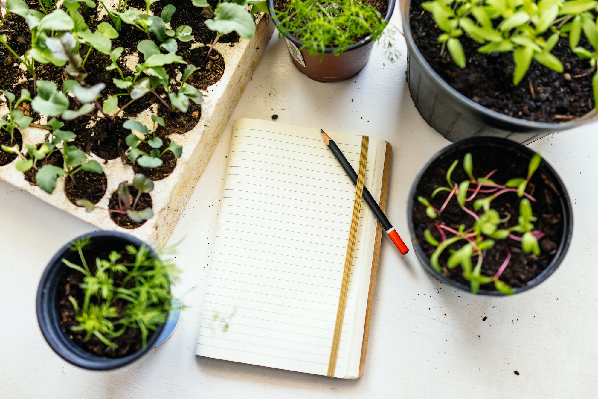 Faire grandir ses plantes aromatiques de façon saine et régulière