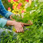 récolter les plantes aromatiques