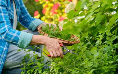 Les astuces pour récolter les plantes aromatiques au bon moment