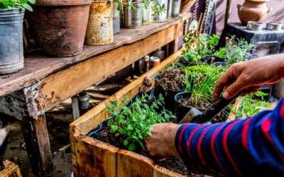 Les astuces pour entretenir un jardin aromatique en pot