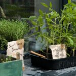 plantes aromatiques choisir pour son jardin