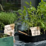 plantes aromatiques choisir pour son jardin