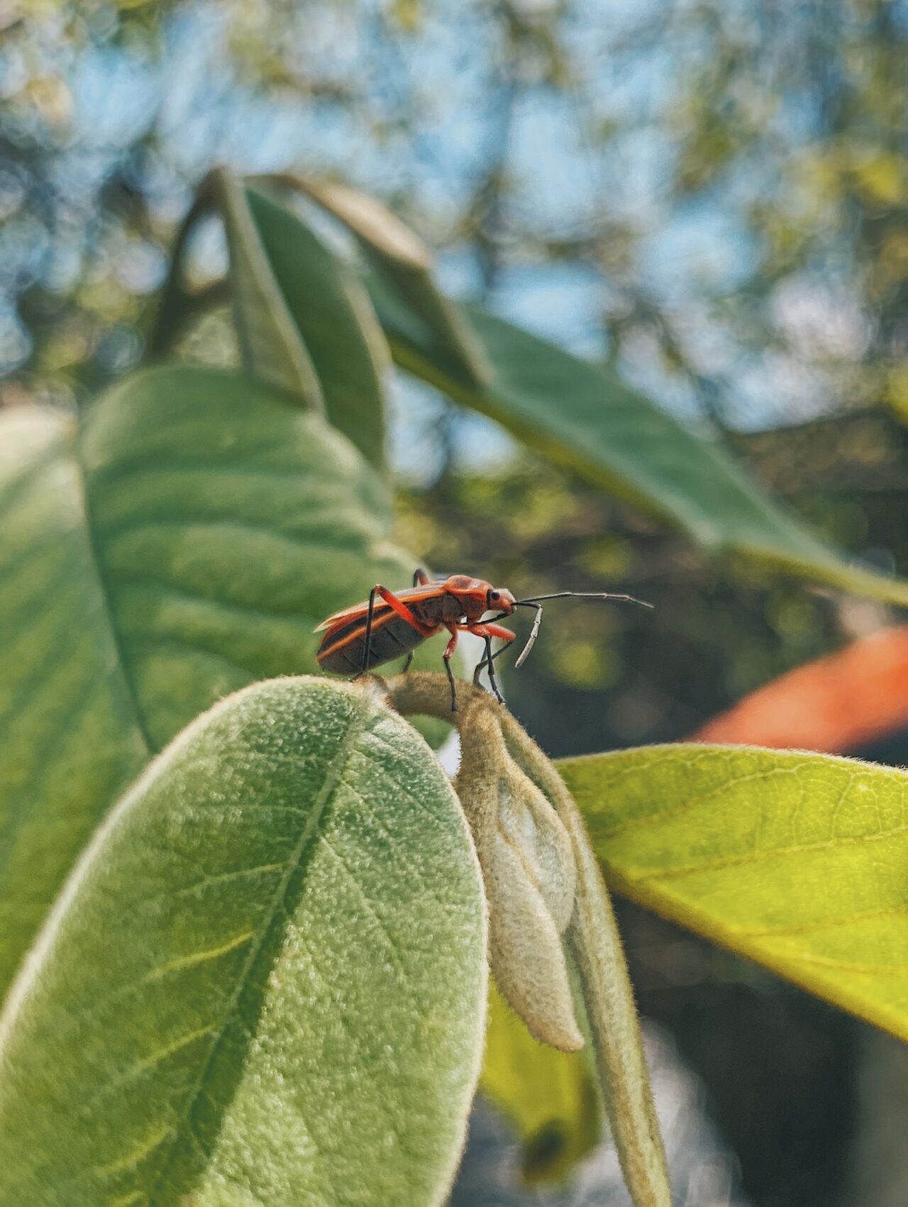 Les plantes aromatiques pour vous débarrasser des insectes nuisibles