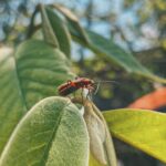 plantes aromatiques