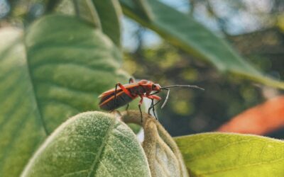 Comment utiliser les plantes aromatiques pour lutter contre les insectes nuisibles au jardin ?