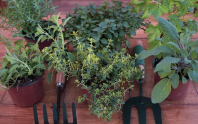 Le guide complet pour créer un jardin aromatique