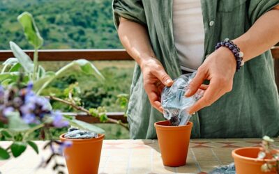 Les plantes aromatiques les plus faciles à cultiver pour les débutants