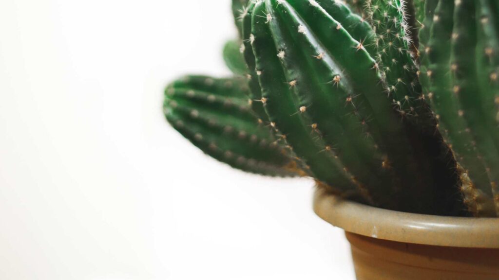 cactus en pot