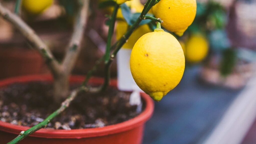 citronnier en pot