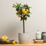 citronnier en pot