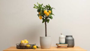 citronnier en pot