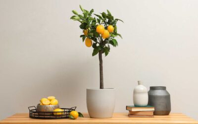 Conseils pour cultiver un citronnier en pot.