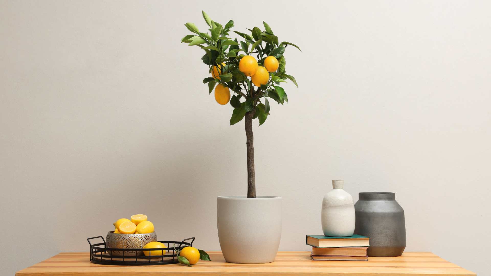 citronnier en pot