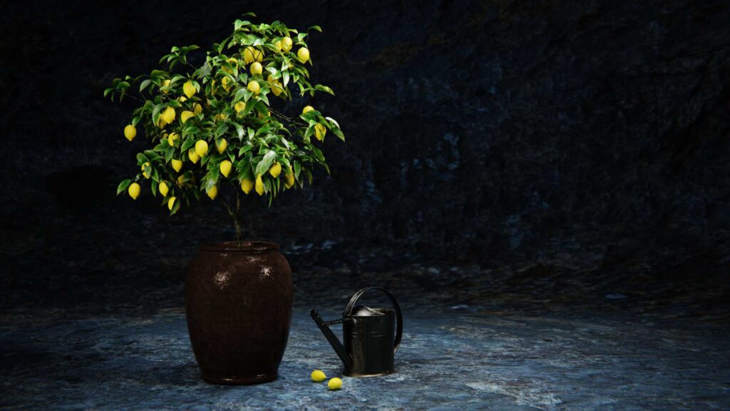 citronnier en pot