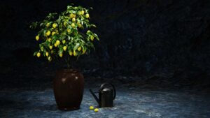citronnier en pot
