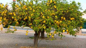 citronnier