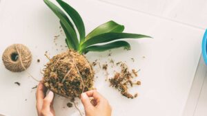 diy jardin