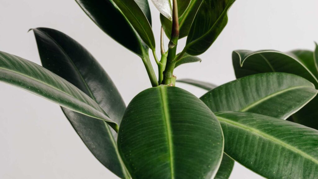 feuille de ficus