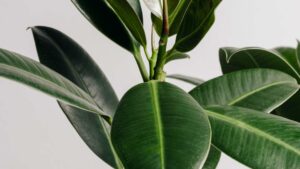 feuille de ficus