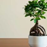 ficus en pot