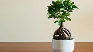 ficus en pot