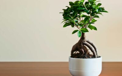 Entretien et soin d’un ficus : arrosage, taille et maladies.