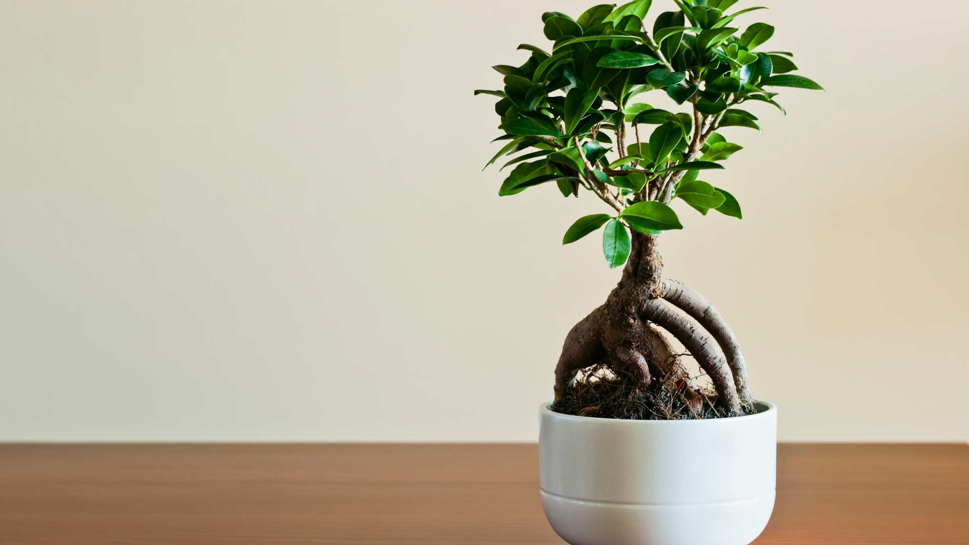ficus en pot