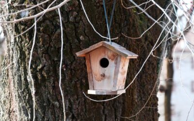 Utiliser des nichoirs à oiseaux pour ajouter de la vie à votre jardin.