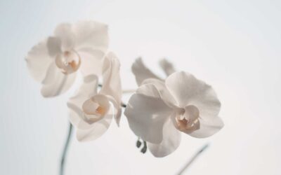 Astuces pour entretenir et prendre soin d’une orchidée.