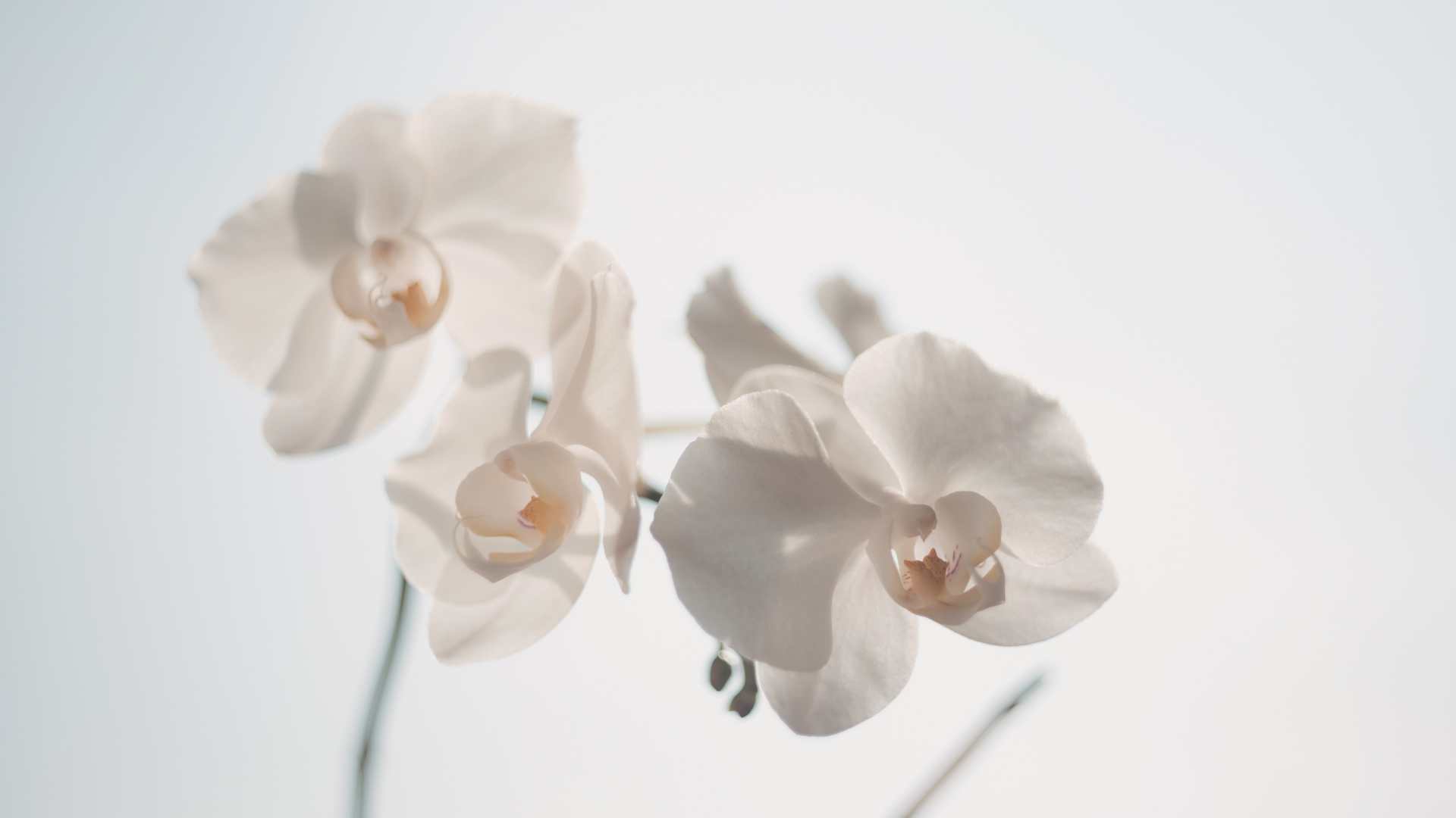 orchidée