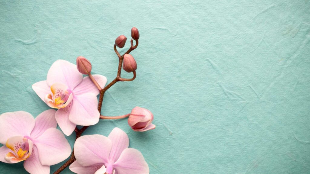 orchidée