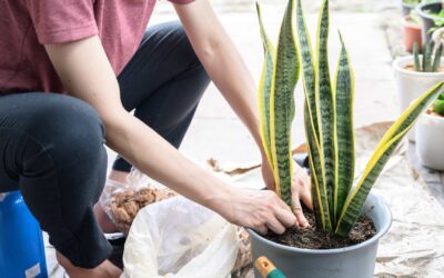 Conseils pour l’entretien des plantes en pot.