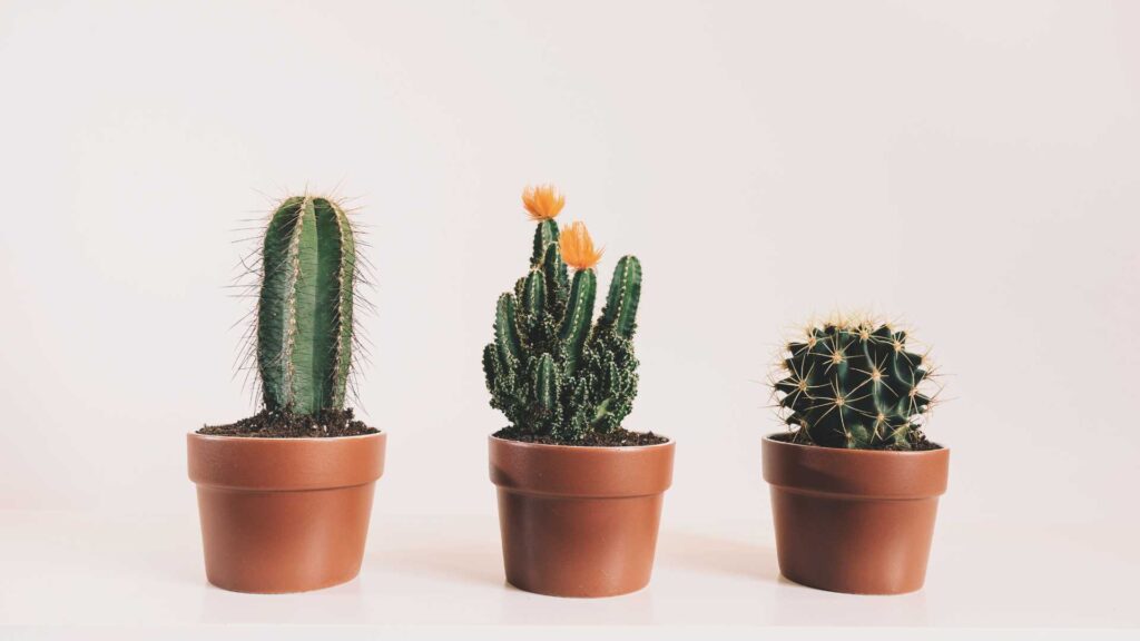 plante en pot