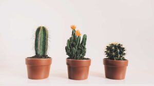 plante en pot