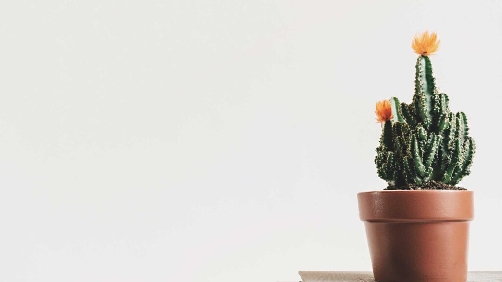 cactus en pot