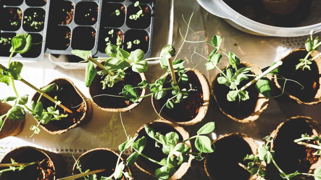 plante en pot