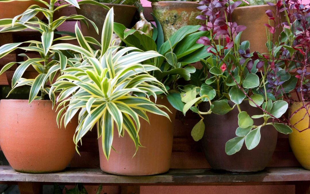 Création d’un espace confortable pour vos plantes en pot.