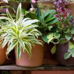 plante en pot