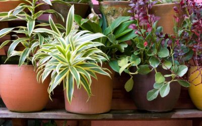 Création d’un espace confortable pour vos plantes en pot.
