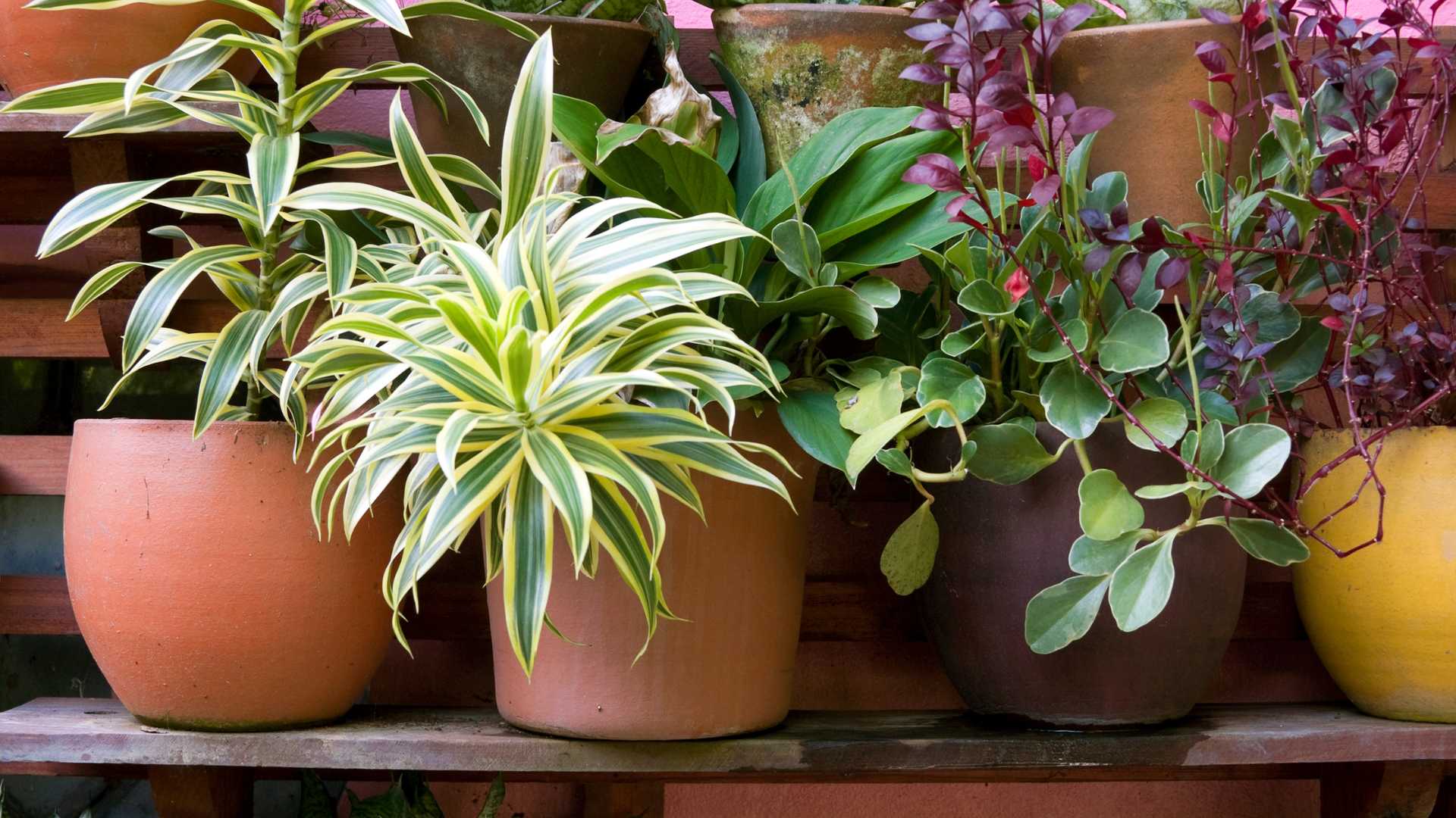 plante en pot