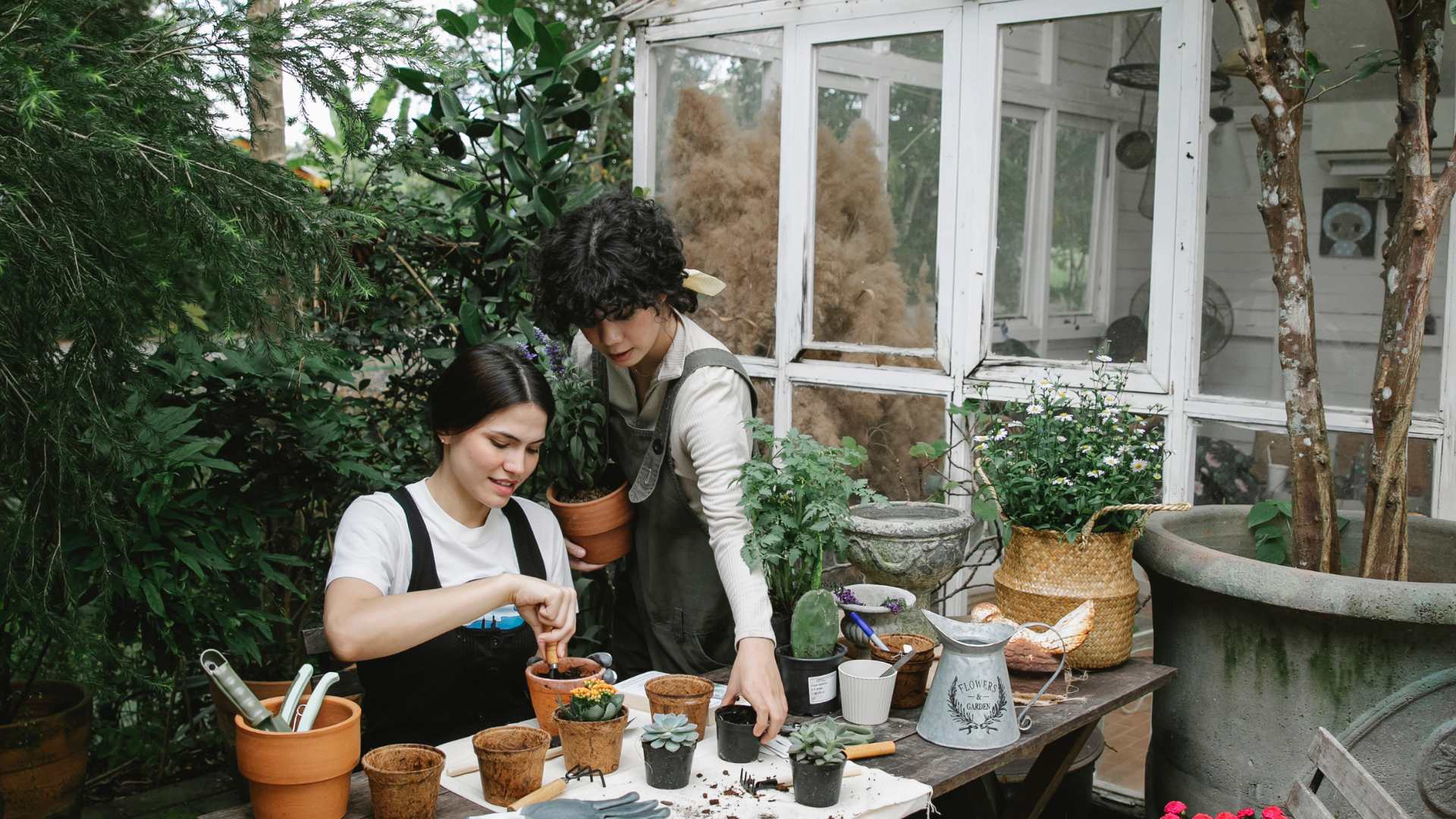 plante en pot